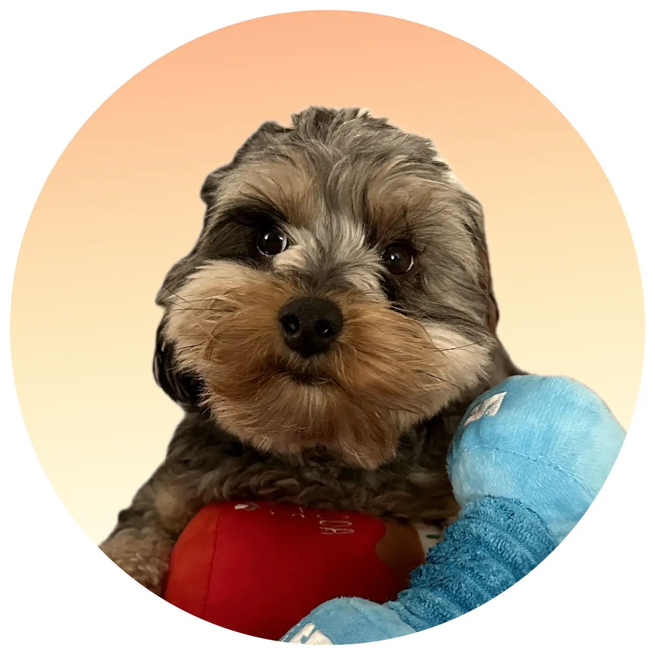 A photo of the couple's dog, Luna, playing with toy weights