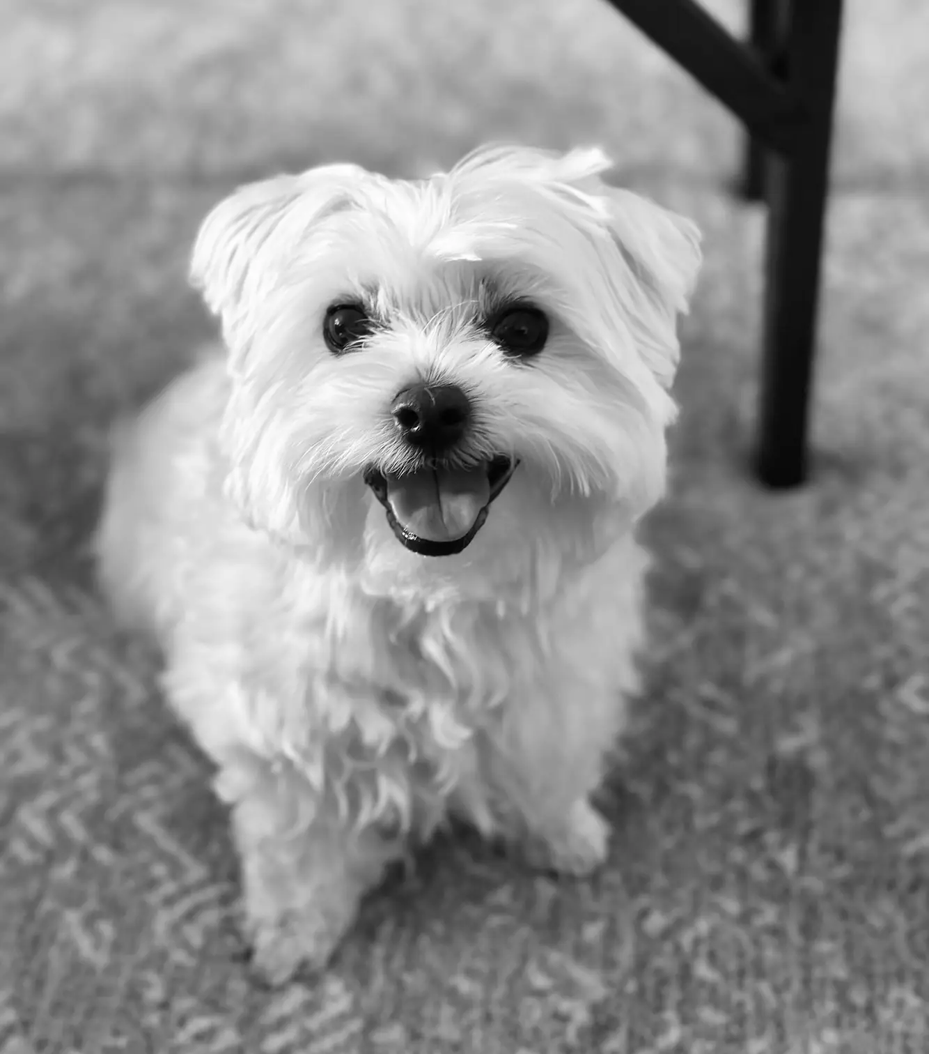 Black and white photo of Momo, the groom's family's beloved dog